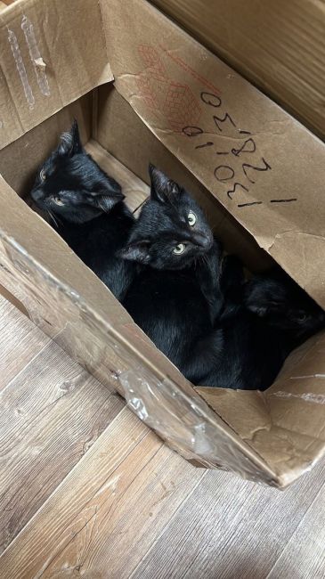В Ухте полицейские приехали на вызов и вернулись оттуда с… котятами
